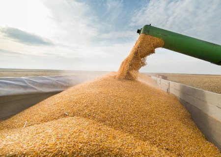 Você viu? Nova técnica aumenta produtividade do milho em 287%