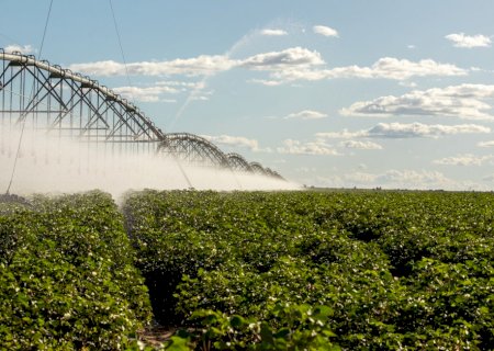 Oeste da Bahia se torna o maior polo de irrigação por pivôs centrais do Brasil