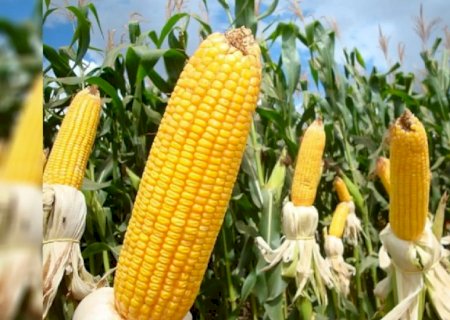 Levantamento da Conab revela aumento de 35,3% na produção de grãos em MS
