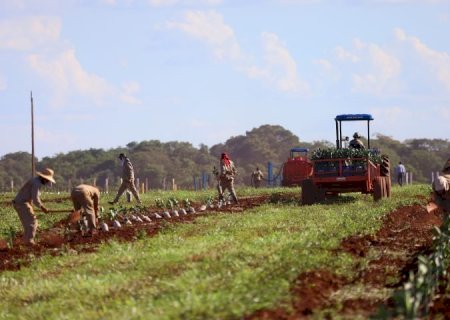 Governo de MS concede benefício fiscal para incentivar a expansão da citricultura no Estado