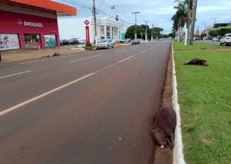Capivaras são atropeladas e mortas em avenida de Dourados