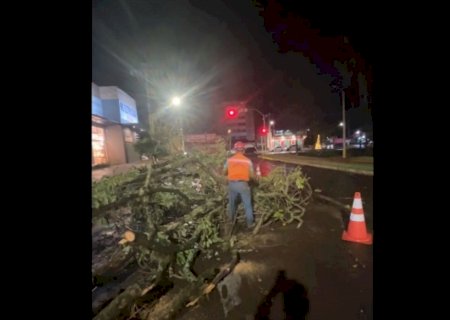 Tempestade deixa árvores caídas e vias interditadas em Dourados