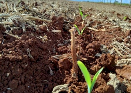 Mato Grosso do Sul deve produzir 10,2 milhões de toneladas de milho na segunda safra 2024/2025