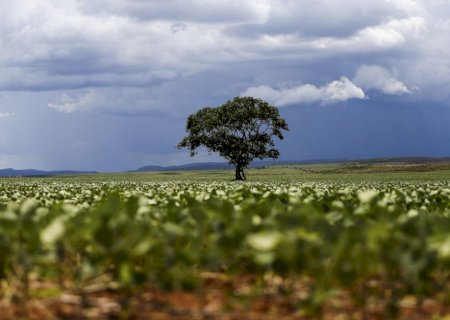 Produção de soja em Goiás pode superar o ano passado