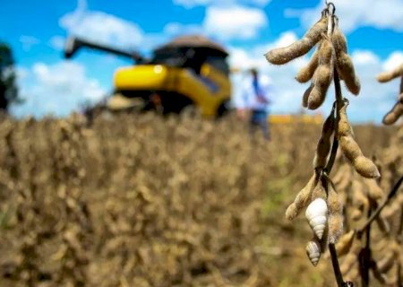China suspende compra de soja de 5 exportadoras brasileiras