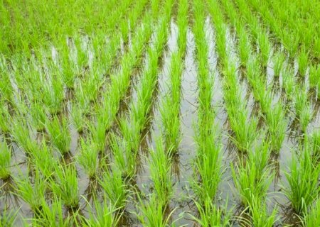 Estudo quer produzir arroz mais sustentável