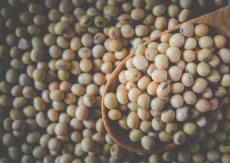 Mercado de soja inicia 2025 com estabilidade de preços no Brasil