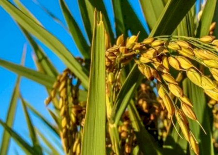 Produção de arroz no Brasil pode ser a maior em sete anos