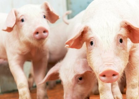 Suínos: relatório avalia empresas com as melhores práticas de bem-estar animal