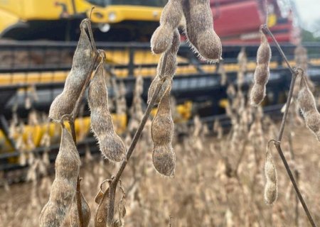 Abertura Nacional da Colheita da Soja será realizada no Estado de Mato Grosso
