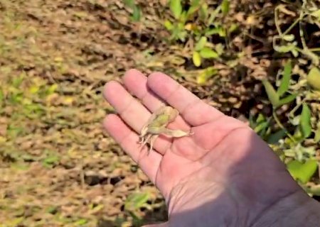 Seca causa prejuízos nas plantações de soja em MS