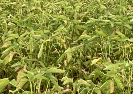 Chuvas irregulares ameaçam safra de soja no sul de MS