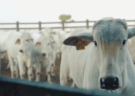 Boi gordo: mercado doméstico freia novas altas; veja cotações