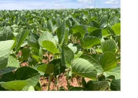 Área plantada de soja em MS deve ser declarada até hoje