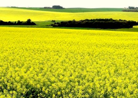 Novo zoneamento de risco climático para canola é lançado pelo Ministério da Agricultura