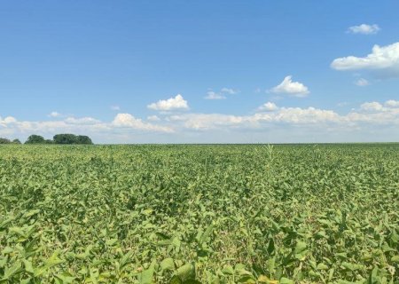 Estresse hídrico impacta mais de 1,3 milhão de hectares de soja em Mato Grosso do Sul