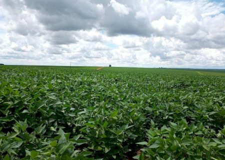 Prazo para cadastro de áreas de soja encerra nesta sexta-feira, 10, em Mato Grosso do Sul