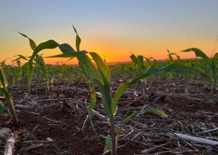 Milho: mais de 500 mil hectares foram semeados no Estado