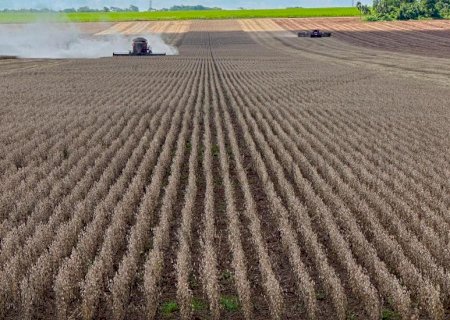 Safra de soja 2024/2025 : mais de 770 mil hectares já foram colhidos no Estado
