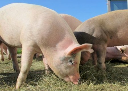 Exportações de carne suína do Brasil crescem 6,4% em janeiro