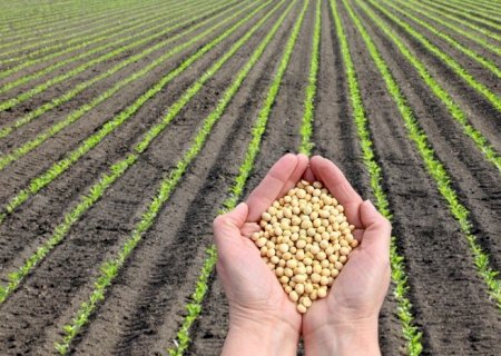 Safra 24/25 de soja será de 172 milhões de toneladas, estima consultoria