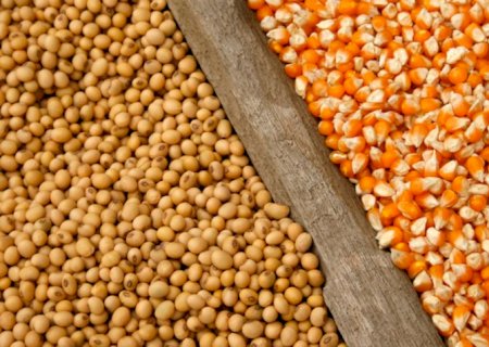 Colheita de soja em MS atinge 17,3%; seca afeta 1,9 milhão de ha
