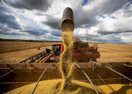 Saiba as projeções da soja em semana de divulgação do USDA