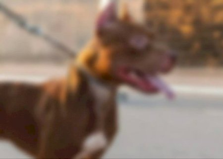 Pitbull é morto com paulada na cabeça após pular muro e atacar moradora