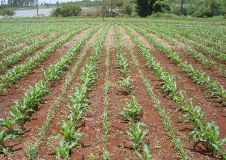 Ap&oacute;s a soja, proteger solo é estrat&eacute;gia para ter produtividade na safrinha
