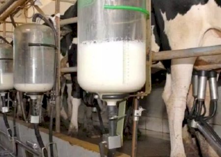 Com destaque na produção leite,  couro e abate de animais, MS impulsiona bons resultados nacionais