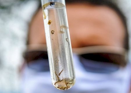 MS tem mais de 1,2 mil casos confirmados de dengue e duas mortes sob investigação
