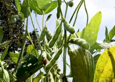 Produ&ccedil;&atilde;o agr&iacute;cola de MS deve chegar a 75,3 milh&otilde;es de toneladas