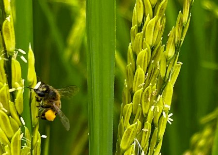 Abelhas influenciam produtividade e peso do arroz, aponta pesquisa da Embrapa