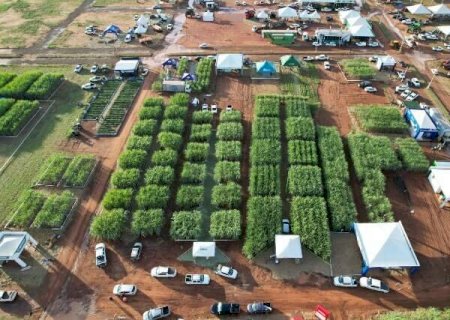 MS tem produ&ccedil;&atilde;o recorde de 4,2 bilh&otilde;es de litros de etanol na safra 2024/2025