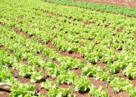 Como calcular o lucro da produção rural e evitar prejuízos
