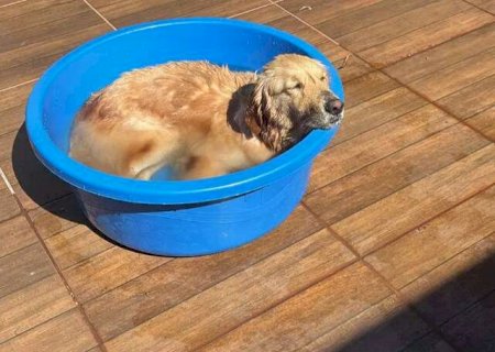 Banho em pets parece inofensivo, mas nem sempre &eacute; necess&aacute;rio