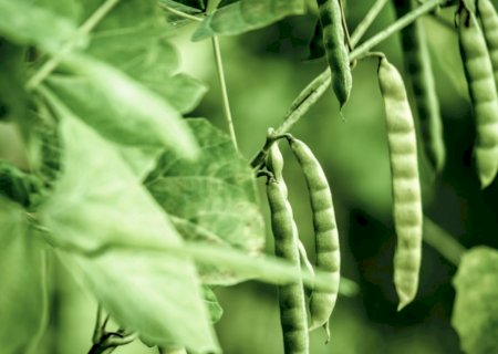Mapa publica novo Zarc para a semeadura do feijão