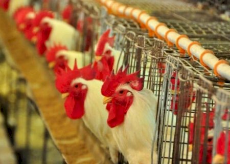 Governo prorroga estado de emergência zoossanitária por mais 180 dias devido à influenza aviária