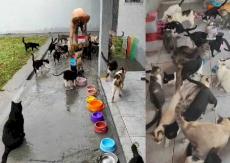Mais de 100 vidas sob cuidados: corretora pede socorro para alimentar animais resgatados (vídeo)