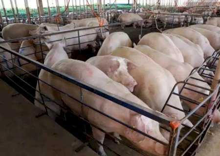 Suinocultura impulsiona economia de MS e vira referência nacional em tecnologia de produção