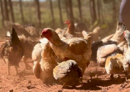 China suspende as compras de frango do Brasil