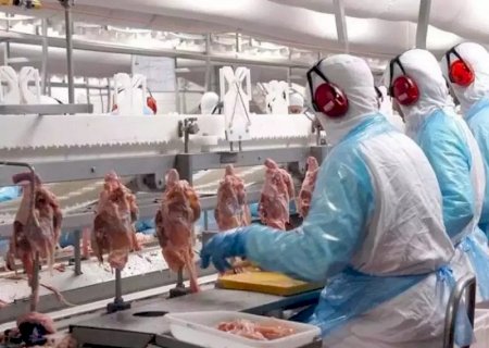 Japão mantém compras de carne de frango de MS mesmo após caso de gripe aviária no RS