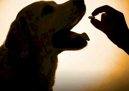 Primeiro remédio para prolongar a vida de cães é aprovado nos EUA