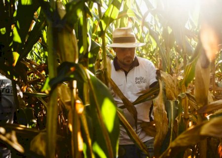 Produtividade do milho segunda safra deve ter crescimento de 35% em MS