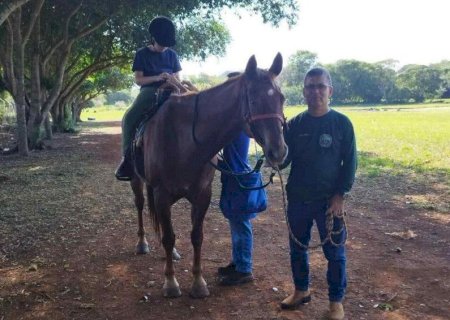 Morre ‘Ventania’, cavalo símbolo da equoterapia da PMA de Dourados