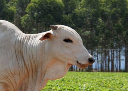 Produtores rurais têm até esta segunda-feira (2) para entregar Declaração de Rebanho em MS