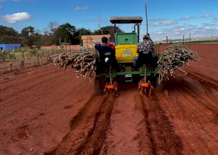 Com fomento da prefeitura Itaporã tem 60 hectares de plantio de mandioca