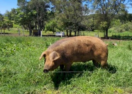 Conheça o porco que produz carne vermelha similar à de boi