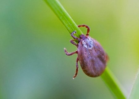 Saúde cria protocolo para garantir acesso a medicamentos contra febre maculosa em MS