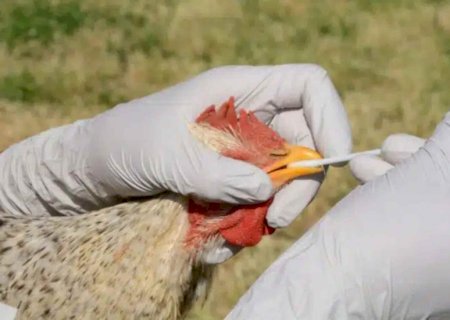 Mato Grosso do Sul descarta 4 casos suspeitos de gripe aviária